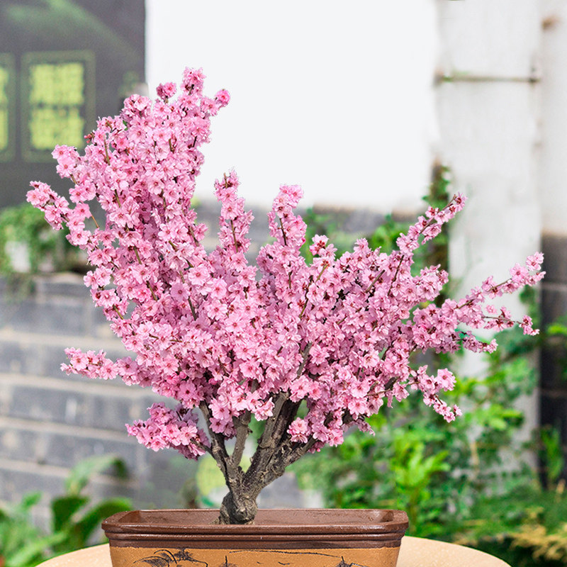 美人梅盆栽花卉庭院耐寒植物室内老桩梅花红梅绿梅杏梅紫叶李花苗