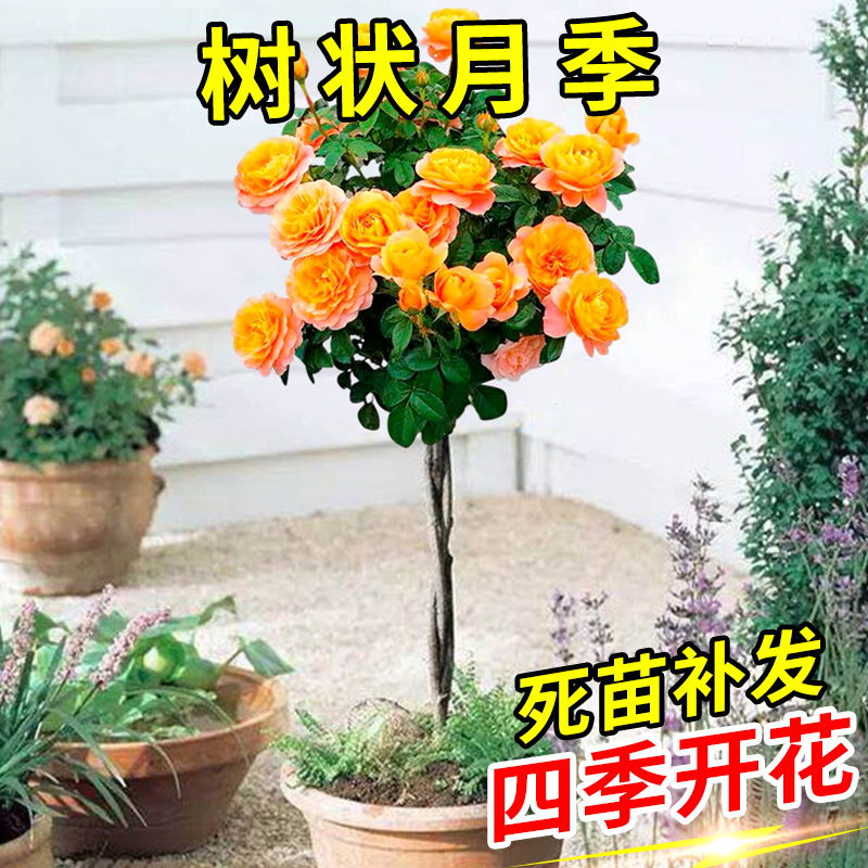 四季开花棒棒糖月季易活