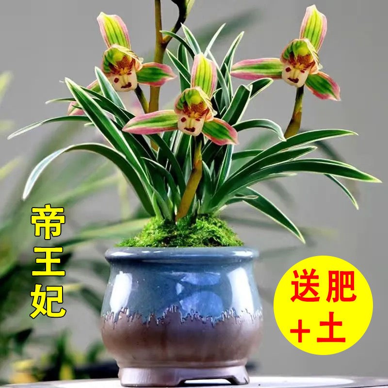 【金边兰花】矮种四季兰艺草兰花建兰浓香型兰花室内绿植盆栽好养