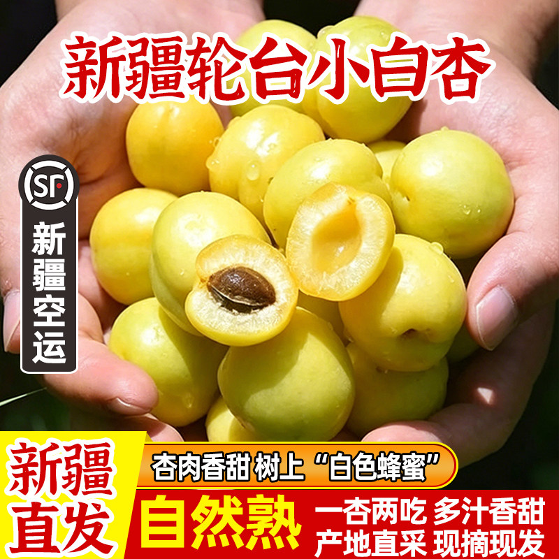 新疆轮台小白杏新鲜采摘应当季水果库车纯甜杏子红杏顺丰空运包邮