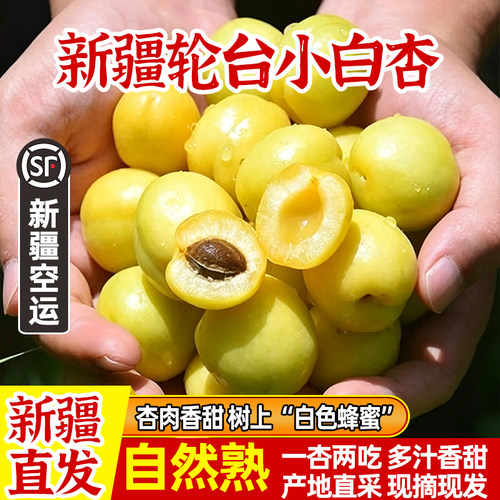 新疆轮台小白杏新鲜采摘顺丰空运