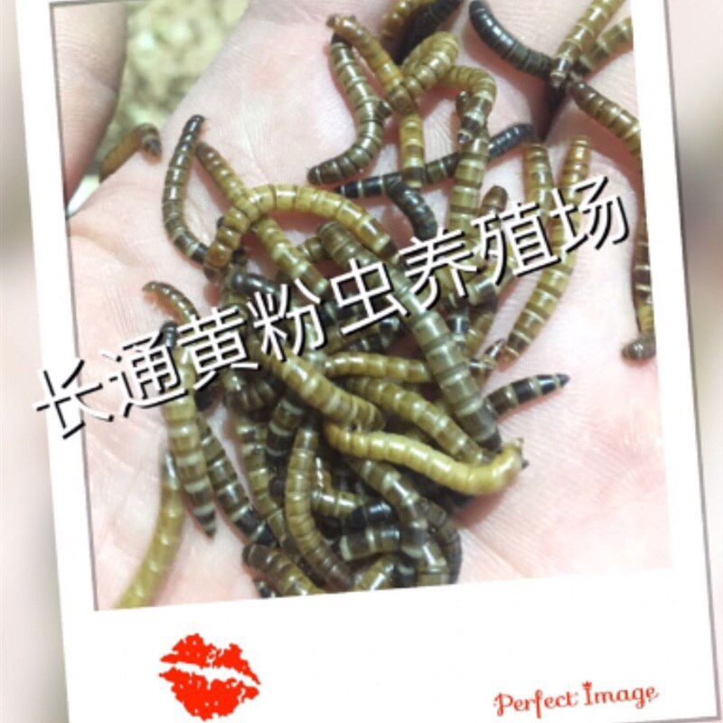 虫蛹素材模板 虫蛹图片下载 小麦优选