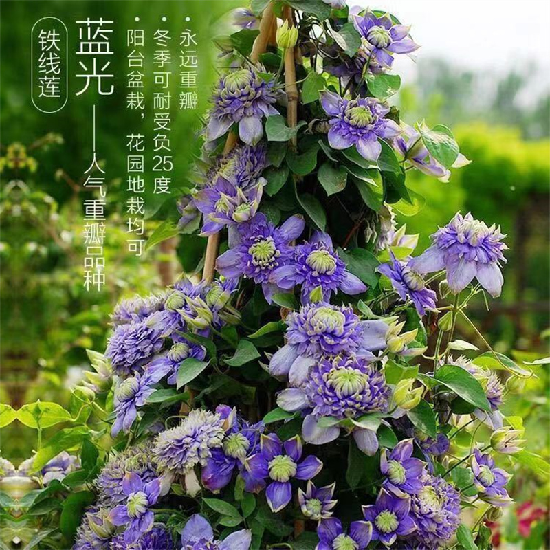 爬藤铁线莲花苗盆栽花卉藤本植物重瓣大花丰花小绿大河啤酒新幻紫-封面