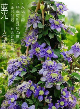 爬藤铁线莲花苗盆栽花卉藤本植物重瓣大花丰花小绿大河啤酒新幻紫