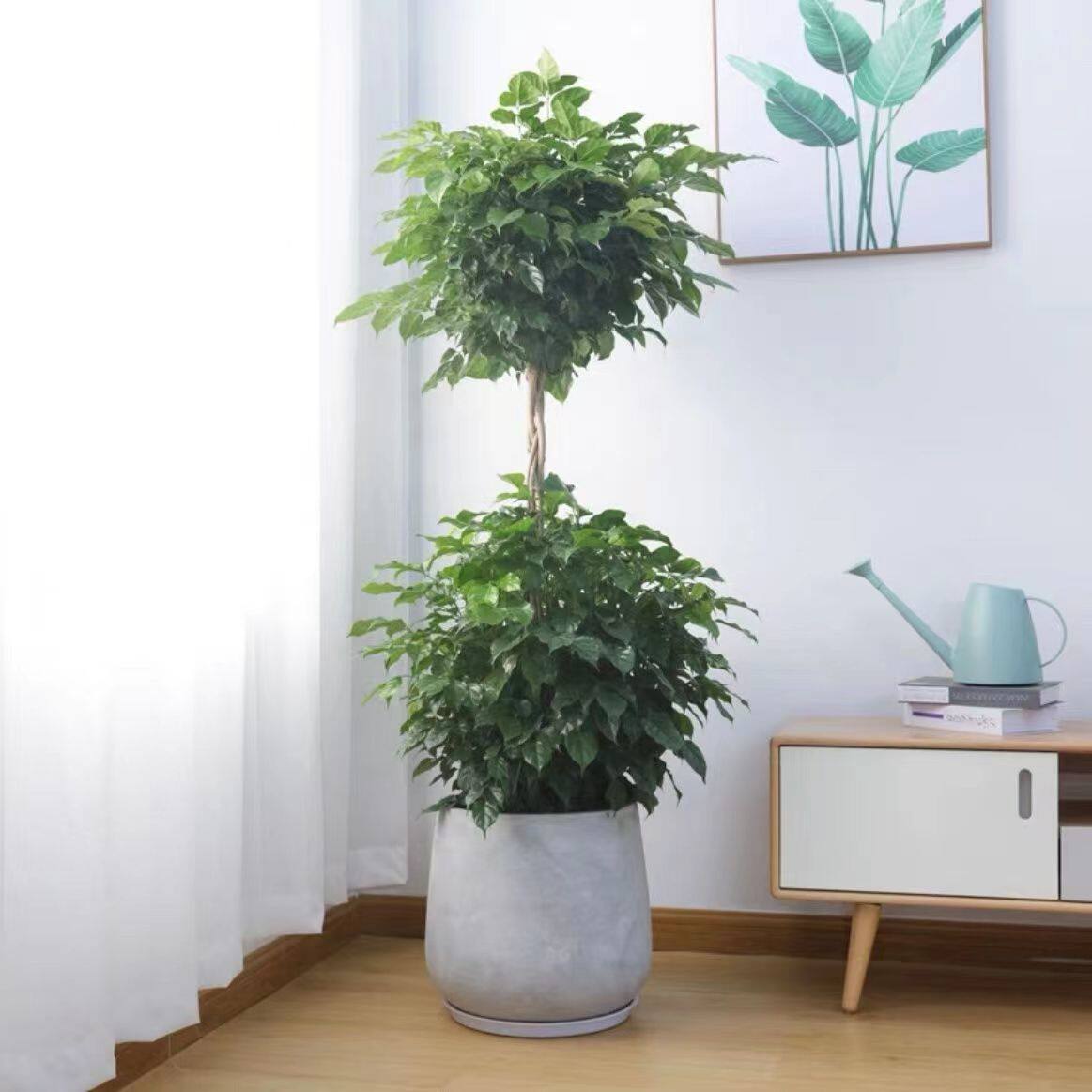 大型绿宝植物造型幸福树室内外盆栽办公室客厅吸甲醛净化空气绿植