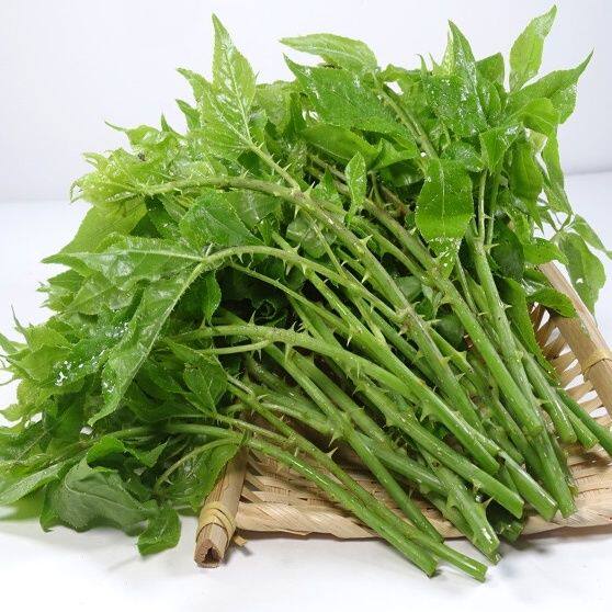 四川新鲜白刺尖苦刺菜簕菜苦刺心白簕鲜嫩勒菜三加叶农家露天自种