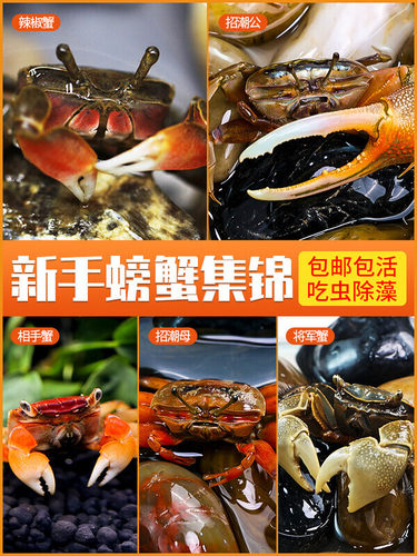 迷你蟹辣椒蟹相手蟹招潮蟹将军蟹螃蟹鱼缸观赏蟹吃虫淡水蟹活体