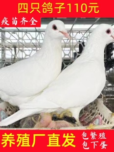 鸽子活物一对种鸽子活体肉鸽家养信鸽雨点青年鸽活鸽子银王白鸽子