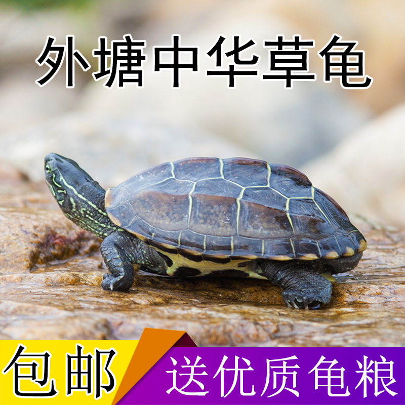 中华草龟 小乌龟活体外塘长寿龟宠物水龟金线龟活物龟墨龟草龟苗