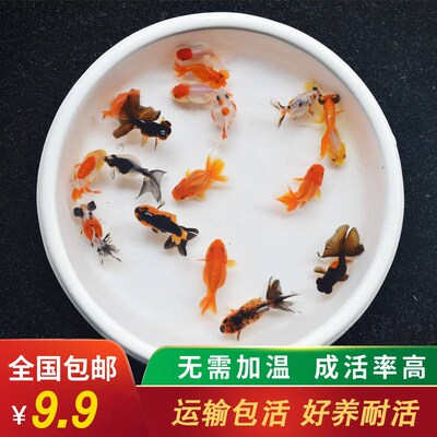 活体小型好养淡水鱼金鱼活鱼