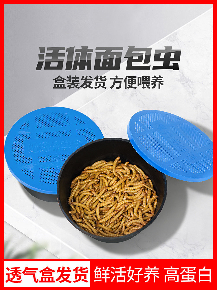 面包虫活体透气小盒发货黄粉虫蜘爬虫/鸣虫食物