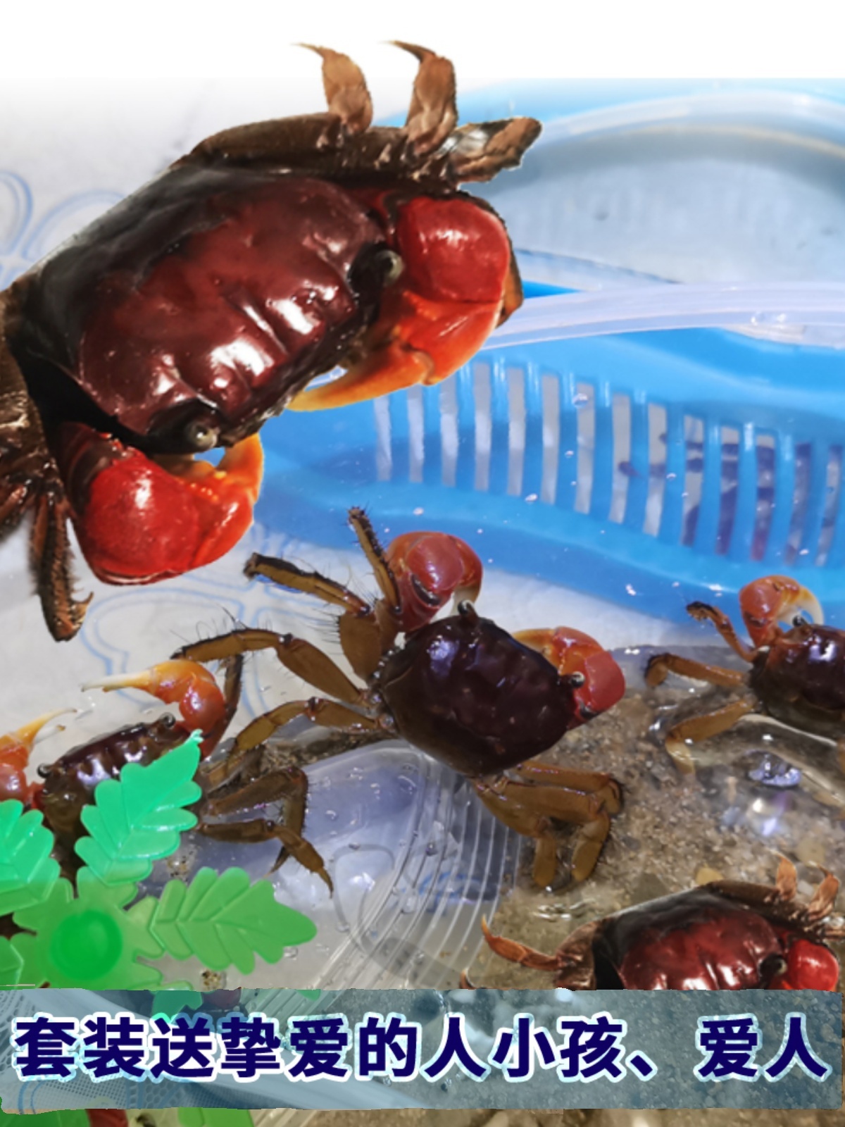相手蟹将军相守蟹招潮蟹水族观赏淡水蟹迷你宠物螃蟹鱼缸盒子微景
