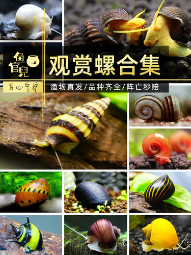 鱼官儿蜗牛观赏螺除藻清理垃圾苹果斑马杀手螺黑金刚蜜蜂角橙兔螺