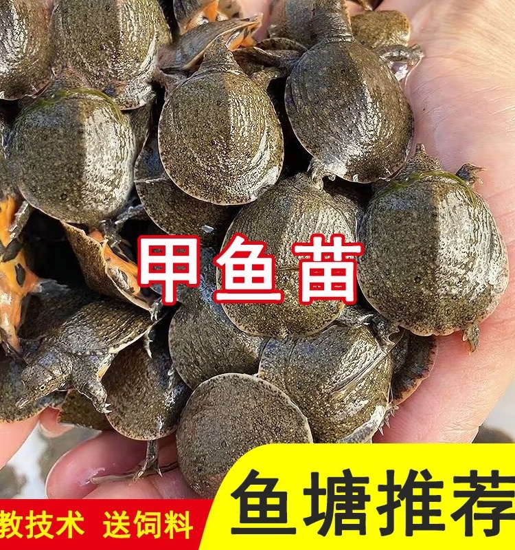 小甲鱼苗活体王八苗外塘养殖甲鱼水鱼团鱼中华鳖苗龙鱼饲料包活邮