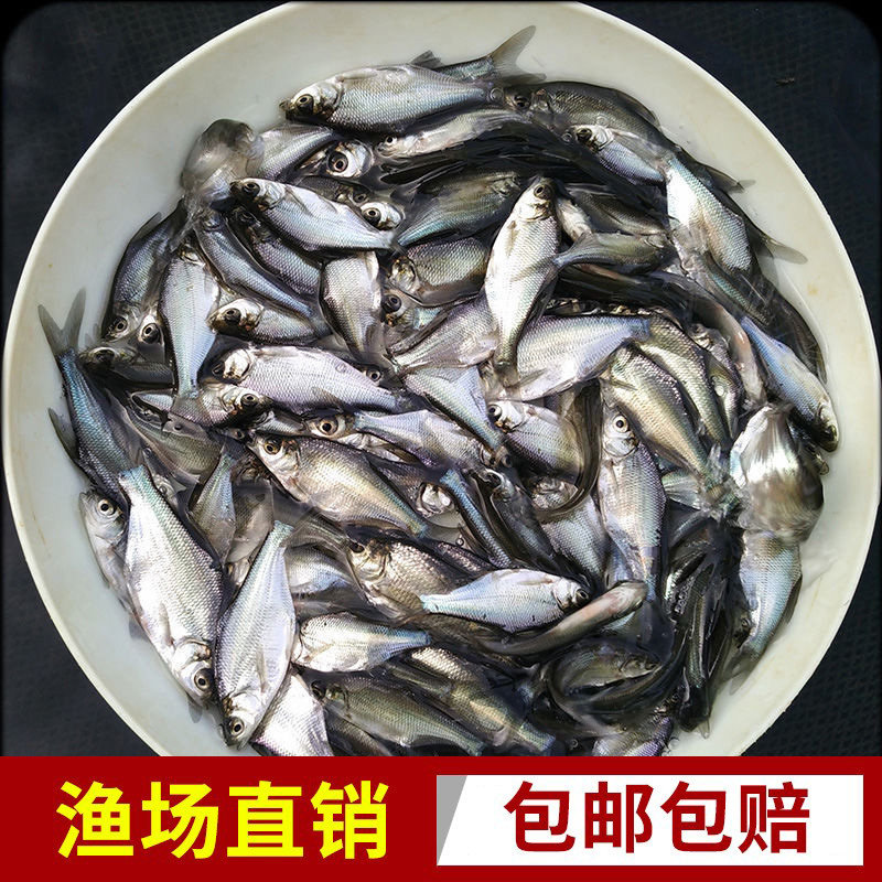 鳊鱼鱼苗武昌鱼苗柳叶三角头鲂苗边淡水养殖活体小鱼包活包邮特大