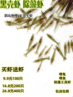 繁殖最快的活虾小观赏淡水虾苗除藻清洁虾冷水鱼缸里养的小虾喂龟