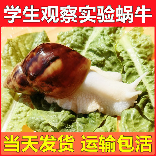 宠物白玉蜗牛活体学生科学实验观察套装巨型大蜗牛观赏教学小蜗牛