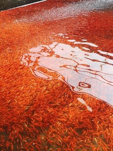 观赏鱼红草金鱼活体冷水鱼龙鱼乌龟活食饲料练手耐养垂钓宠物鱼苗