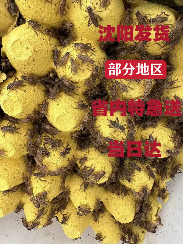 优质油葫芦蛐蛐白蟋蟀活物爬虫宠物守宫蜥蜴蟋蟀饲料粮现货