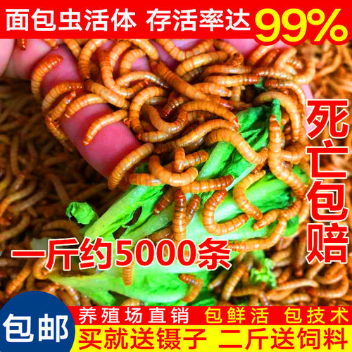 面包虫黄粉虫面包虫鲜活
