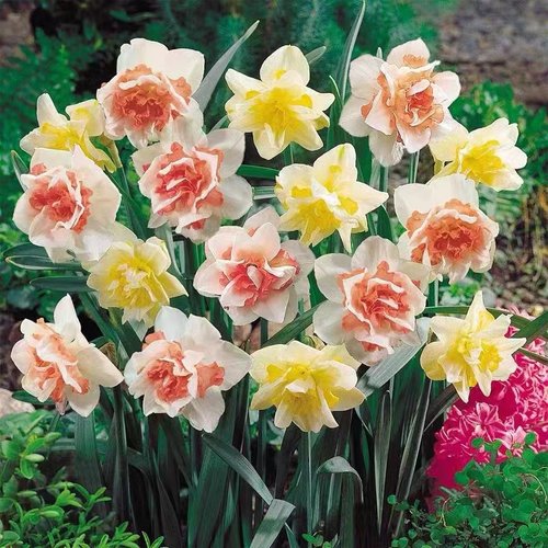 月畅水仙室内桌面四季好养