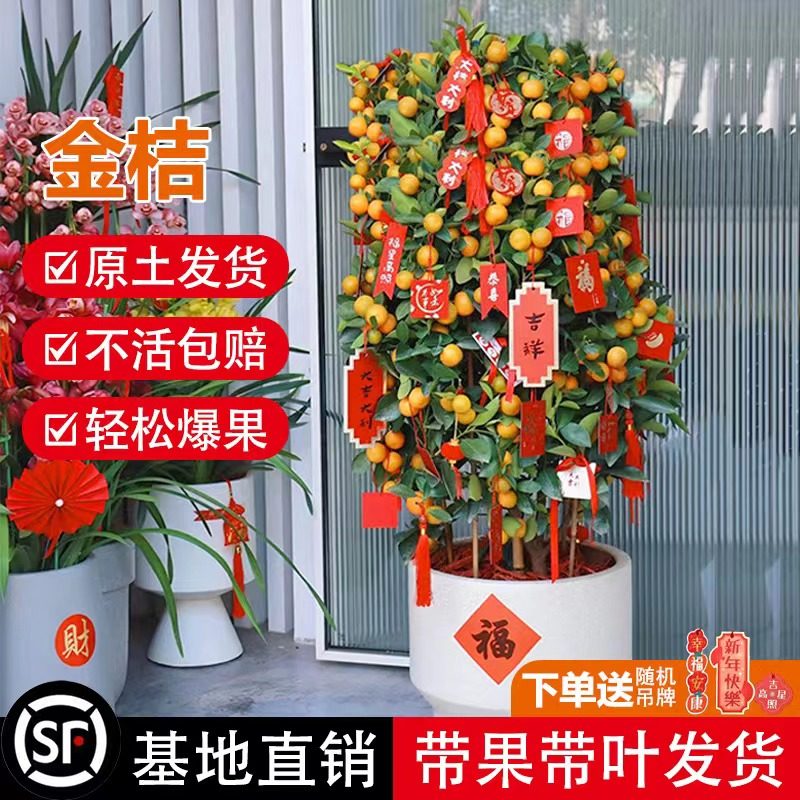 金桔盆栽带果年宵花新年开业乔迁金桔树大型朱砂橘客厅招财四季桔,鲜花速递/花卉仿真/绿植园艺,绿植,淘宝优惠券,粉丝福利购,淘宝优惠卷