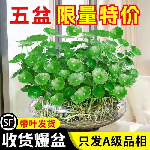 水培植物铜钱草室内好养金钱草籽客厅绿植盆栽办公室花卉四季好养