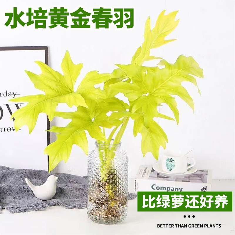 水培植物黄金春羽新品种