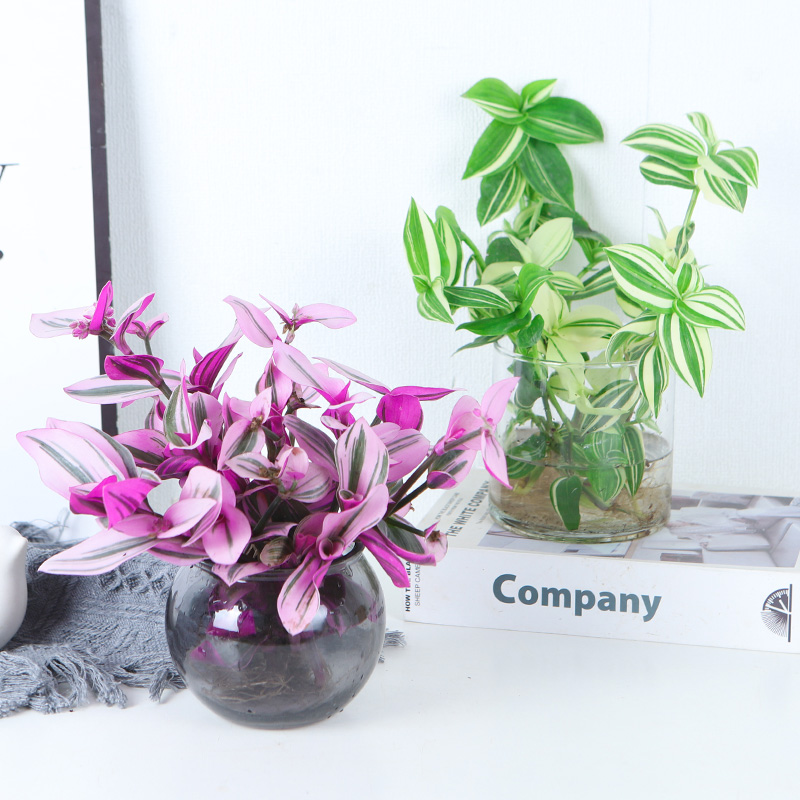 水培紫78789565植物礼油画花吊兰盆栽兰锦兰露阳台室内办公桌水养