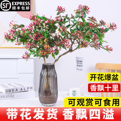 水培植物红色金银花树苗浓香型桌面阳台办公室花卉可食用水养植物