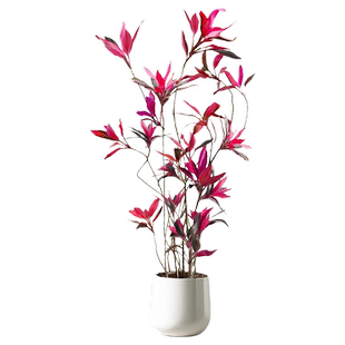 红叶朱蕉绿植室内大型盆栽办公室客厅落地式禄植真花好养易活植物