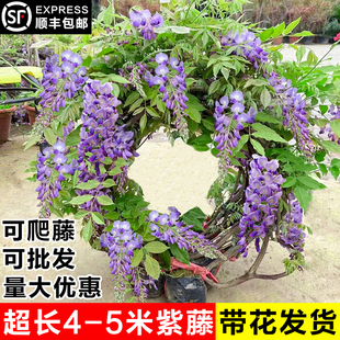 紫藤花树苗带花苞室外庭院老桩爬藤植物多季开花耐寒易活花卉盆栽
