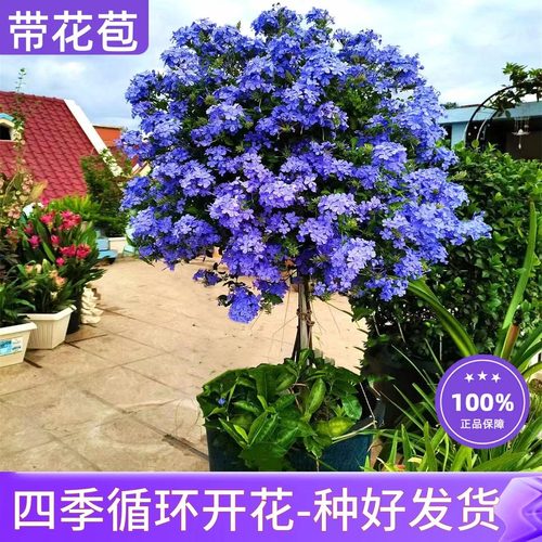 蓝雪花庭院四季好养月畅