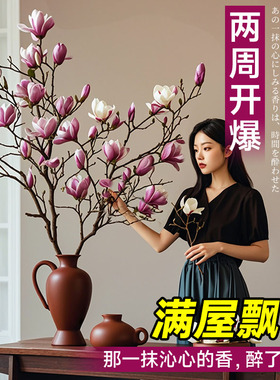 水培玉兰花鲜切枝带花苞腊梅干枝红梅鲜花卉室内好养四季开花植物