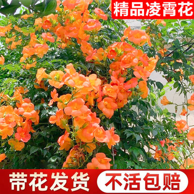 【不活包赔】凌霄花四季好养