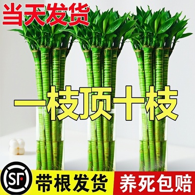 带根文昌竹龙观音转运富贵竹