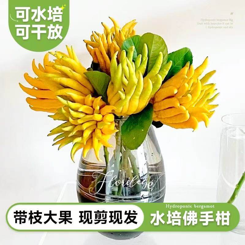 天然香薰带枝佛手柑水培植物室内好养绿植盆栽佛手瓜鲜切花花卉