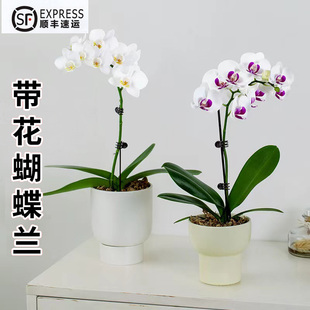 好养活 蝴蝶兰花苗盆栽带花发货兰花大苗室内客厅桌面植物花卉四季