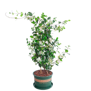 风车茉莉爬藤花卉植物络石藤苗庭院盆栽四季常青银丝茉莉藤蔓耐寒