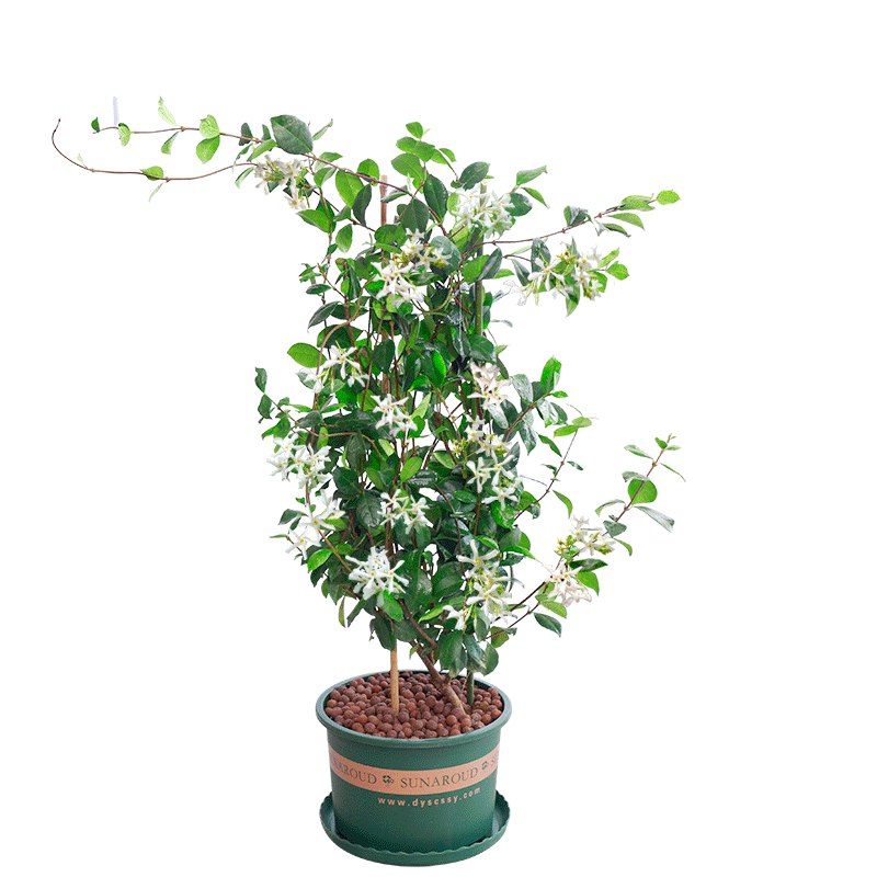 庭院四季常青茉莉耐寒爬藤花卉