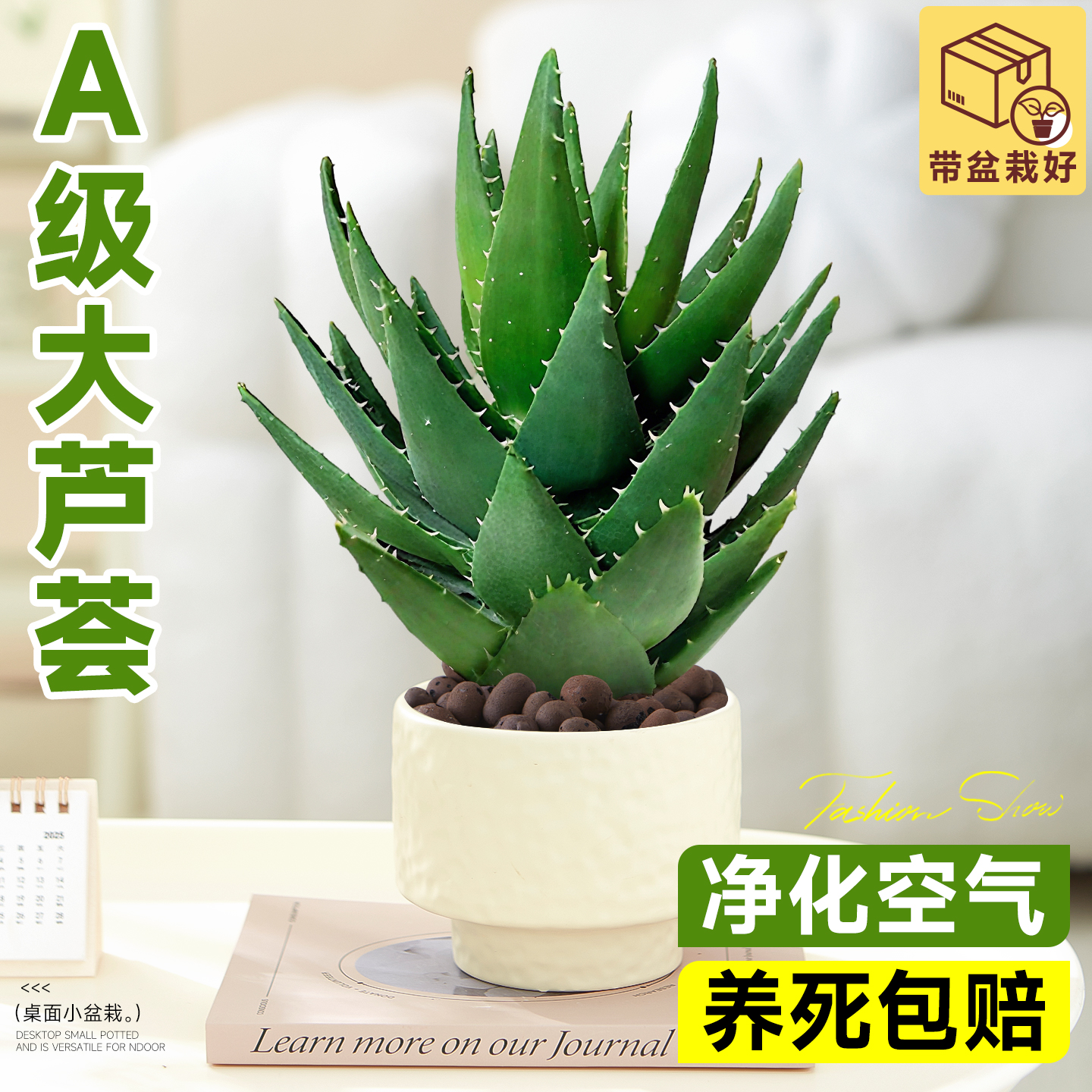 芦荟盆栽室内办公桌净化空气绿植物办公桌多肉四季好养花卉仙人掌