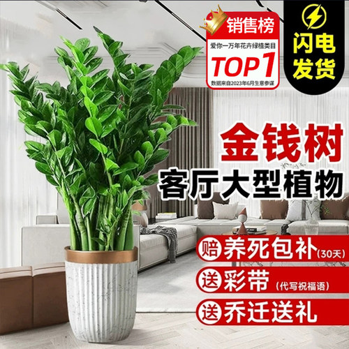 金钱树室内客厅绿植四季好养