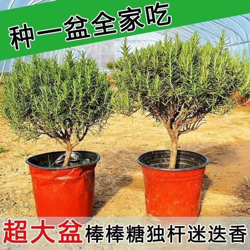 迷迭香棒糖盆栽阳台植物