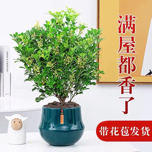 月畅米兰带花苞多季好养