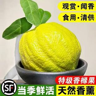 香橼云南鲜果新鲜高山香橼特大果室内摆件清供观赏闻香自然香薰
