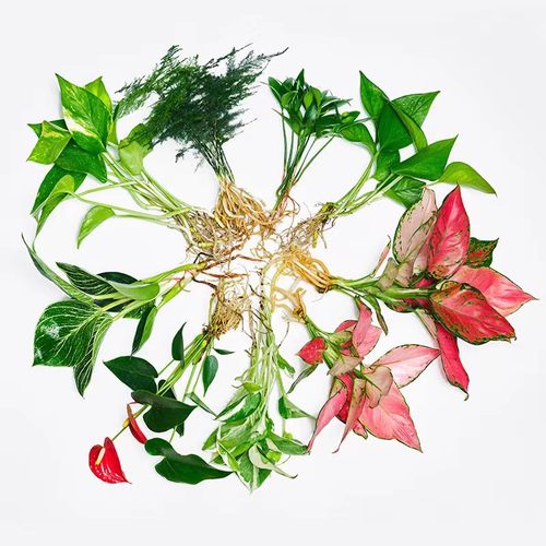 水培植物裸根四季好养办公室