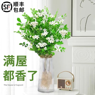九里香水培植物办公室桌面七里香四季好养绿植千里眼水养花卉绿植