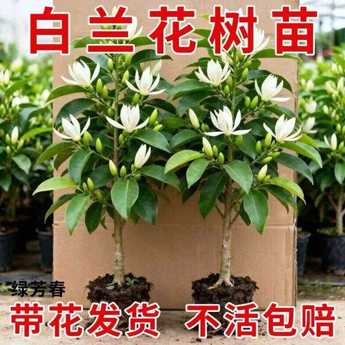 白兰花盆栽玉兰花老桩树苗