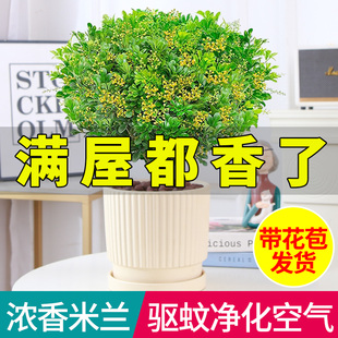 香水米兰花盆栽老桩树苗花卉植物室内外多季开花耐阴绿植盆景好养
