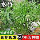 水竹水菖蒲水培旱伞草鱼池塘造景净化水质小盆栽鱼缸龟缸绿植水养